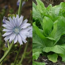 Image result for Cichorium intybus