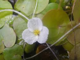 Attēlu rezultāti vaicājumam “Hydrocharis morsus-ranae leaf”