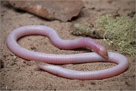 Attēlu rezultāti vaicājumam “Reticularia jurana”