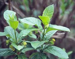 Attēlu rezultāti vaicājumam “Lonicera caerulea var. pallasii leaf”