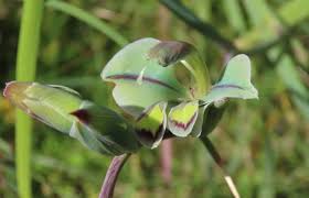 Attēlu rezultāti vaicājumam “Gladiolus imbricatus bud”