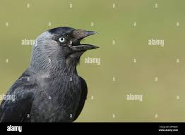 Attēlu rezultāti vaicājumam “Corvus monedula”