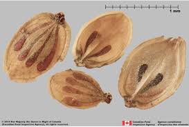 Attēlu rezultāti vaicājumam “Heracleum sosnowskyi”