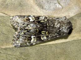 Attēlu rezultāti vaicājumam “Papestra biren”