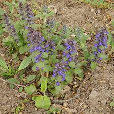 Attēlu rezultāti vaicājumam “Ajuga genevensis leaf”