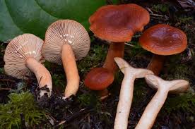 Attēlu rezultāti vaicājumam “Lactarius”