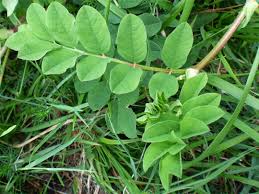 Attēlu rezultāti vaicājumam “Astragalus glycyphyllos leaf”
