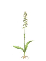 Attēlu rezultāti vaicājumam “Herminium monorchis flower”