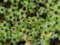 Attēlu rezultāti vaicājumam “Rhizomnium punctatum”