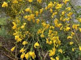 Attēlu rezultāti vaicājumam “Cytisus scoparius”