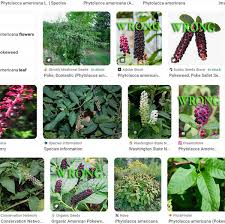 Attēlu rezultāti vaicājumam “Phytolacca acinosa leaf”