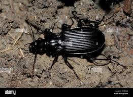 Attēlu rezultāti vaicājumam “Pterostichus niger”