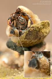 Attēlu rezultāti vaicājumam “Limnephilus larva”