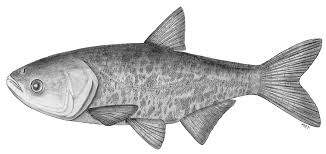 Image result for Hypophthalmichthys nobilis