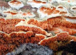 Attēlu rezultāti vaicājumam “Pseudomerulius aureus”