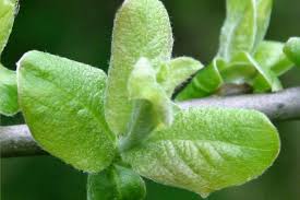 Attēlu rezultāti vaicājumam “Salix cinerea leaf”