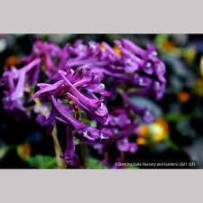 Attēlu rezultāti vaicājumam “Corydalis solida flower”