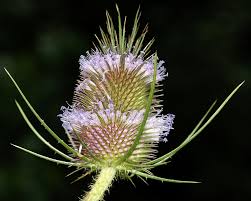 Attēlu rezultāti vaicājumam “Dipsacus fullonum”