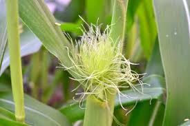 Attēlu rezultāti vaicājumam “Zea mays male flower”