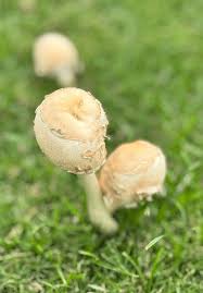 Attēlu rezultāti vaicājumam “Protostropharia alcis”