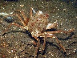Image result for Hyas araneus