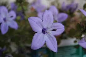 Image result for Campanula isophylla