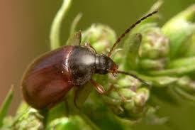 Attēlu rezultāti vaicājumam “Isomira murina”