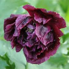 Image result for Papaver somniferum Black
