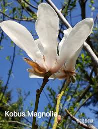Attēlu rezultāti vaicājumam “Magnolia kobus flower”