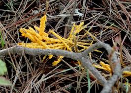 Attēlu rezultāti vaicājumam “Leocarpus sp.”