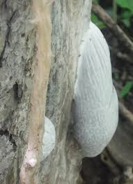 Attēlu rezultāti vaicājumam “Enteridium variabile spores”