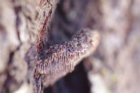 Attēlu rezultāti vaicājumam “Gloiodon strigosus”