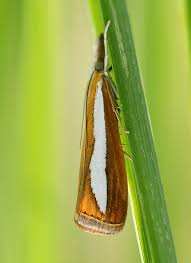 Attēlu rezultāti vaicājumam “Catoptria margaritella”