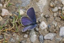 Attēlu rezultāti vaicājumam “Vacciniina optilete underside”