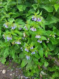 Attēlu rezultāti vaicājumam “Symphytum asperum”