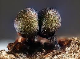 Attēlu rezultāti vaicājumam “Lamproderma pseudomaculatum”