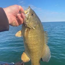 Image result for The Lancaster Fish