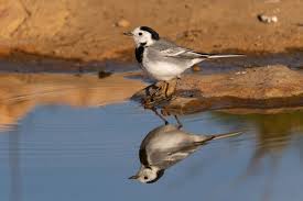 Image result for Motacilla alba