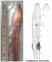 Attēlu rezultāti vaicājumam “Lumbricus terrestris”