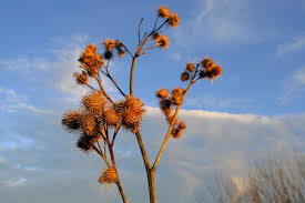 Attēlu rezultāti vaicājumam “Arctium tomentosum fruit”