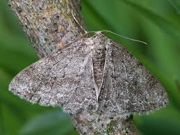Attēlu rezultāti vaicājumam “Ectropis crepuscularia”
