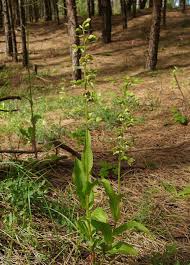 Attēlu rezultāti vaicājumam “Epipactis”