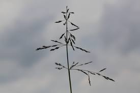 Attēlu rezultāti vaicājumam “Puccinellia distans”