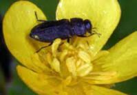 Attēlu rezultāti vaicājumam “Anthaxia quadripunctata”