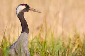 Attēlu rezultāti vaicājumam “Grus grus adult”