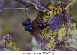 Attēlu rezultāti vaicājumam “Menispermum dauricum fruit”