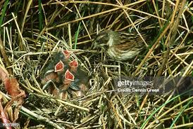 Attēlu rezultāti vaicājumam “Emberiza schoeniclus nest”