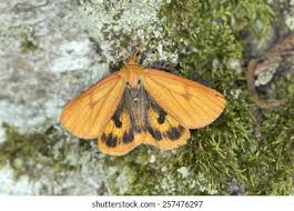 Attēlu rezultāti vaicājumam “Diacrisia sannio female”