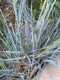 Attēlu rezultāti vaicājumam “Leymus arenarius”