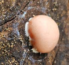 Attēlu rezultāti vaicājumam “Reticularia jurana macro”